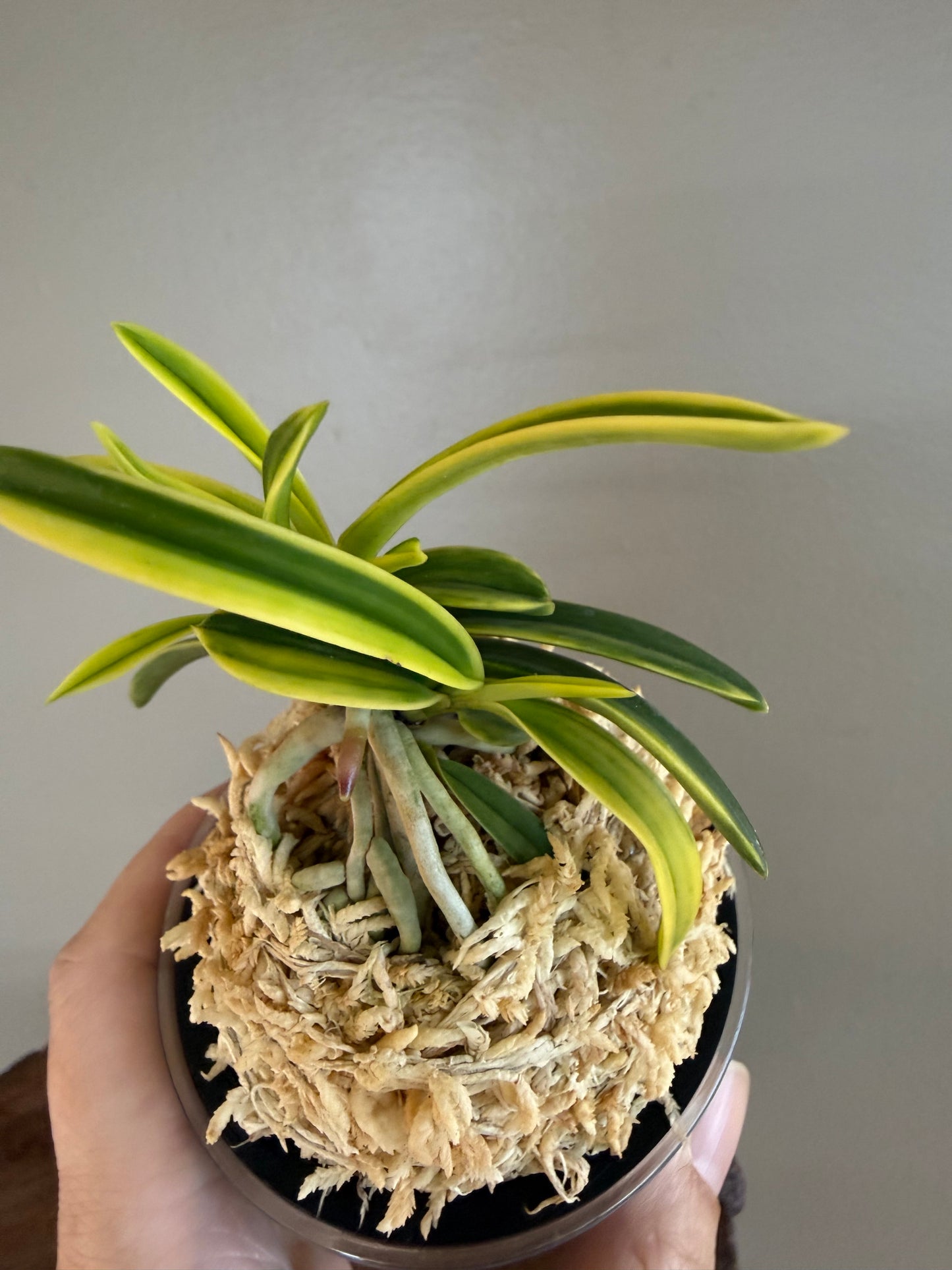 Neofinetia falcata Fugaku 富嶽