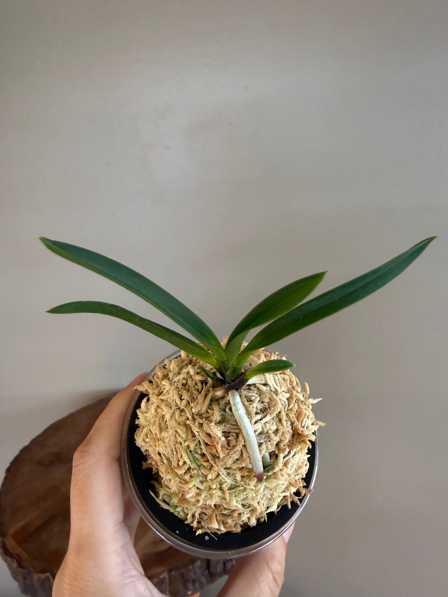 Neofinetia falcata Hien 緋燕