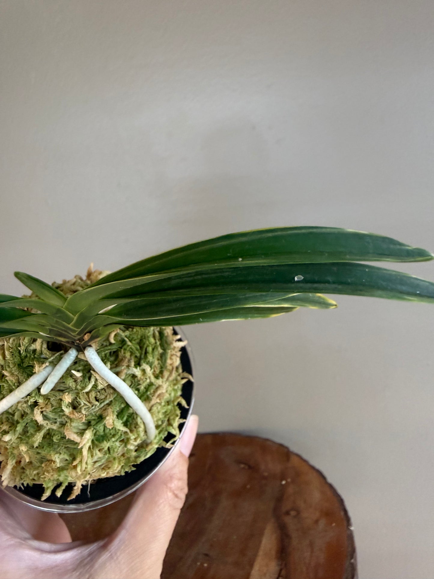 Neofinetia falcata Hanra(Harura) 漢拏