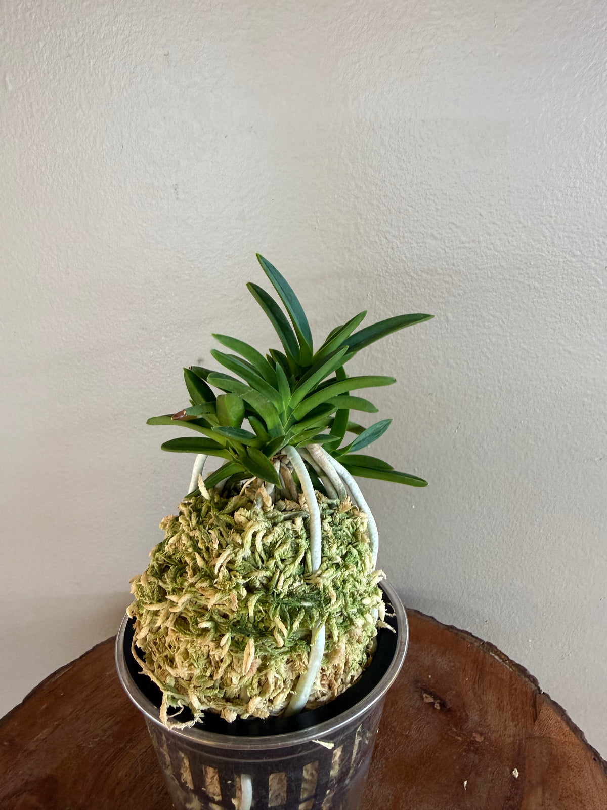 Neofinetia falcata Tensenrui 天蟾類