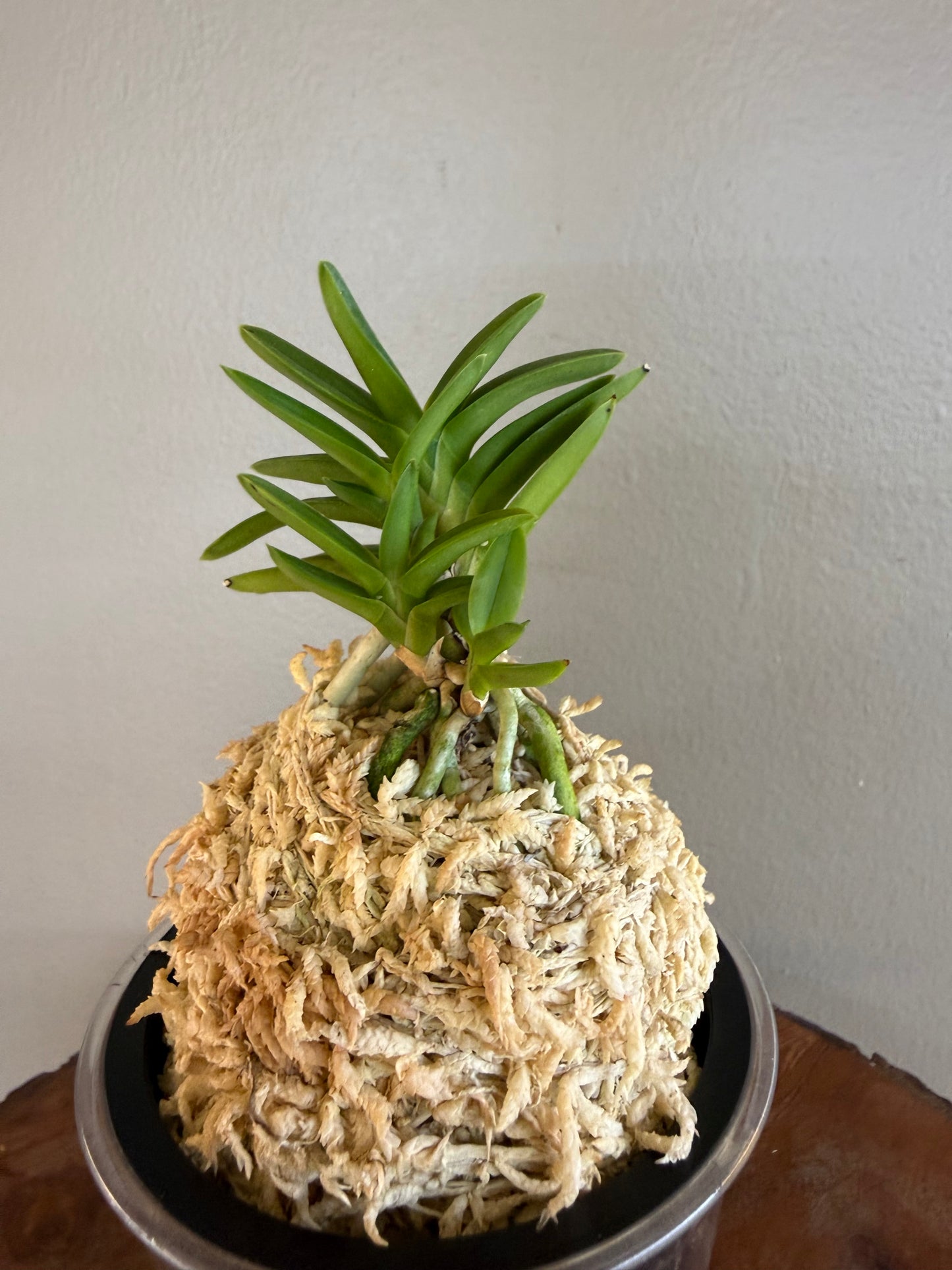 Neofinetia falcata Ryokuho 緑宝