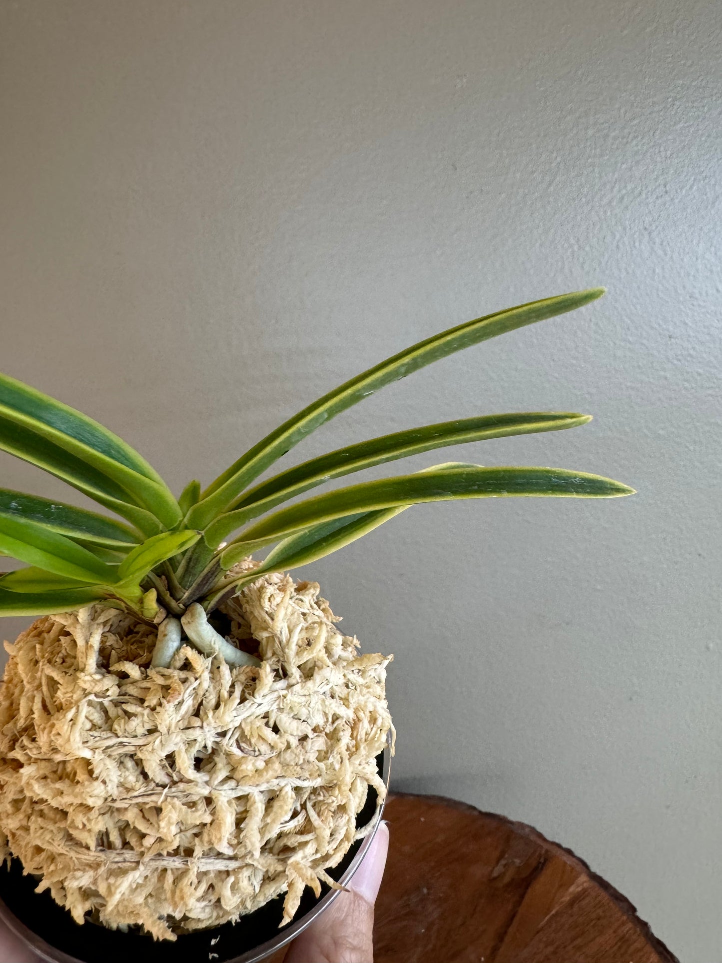 Neofinetia falcata Bankokumaru 万国丸