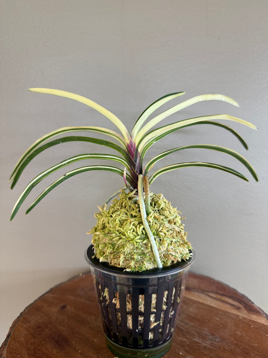Neofinetia falcata Momoyama Nishiki 桃山錦