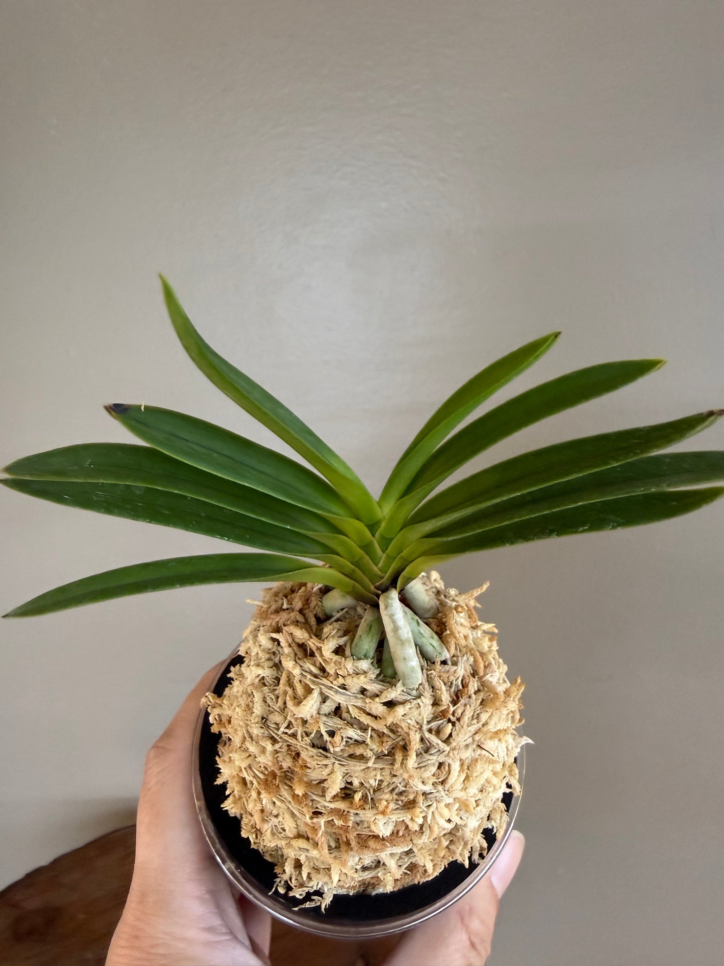 Neofinetia falcata Mangekyo 万華境