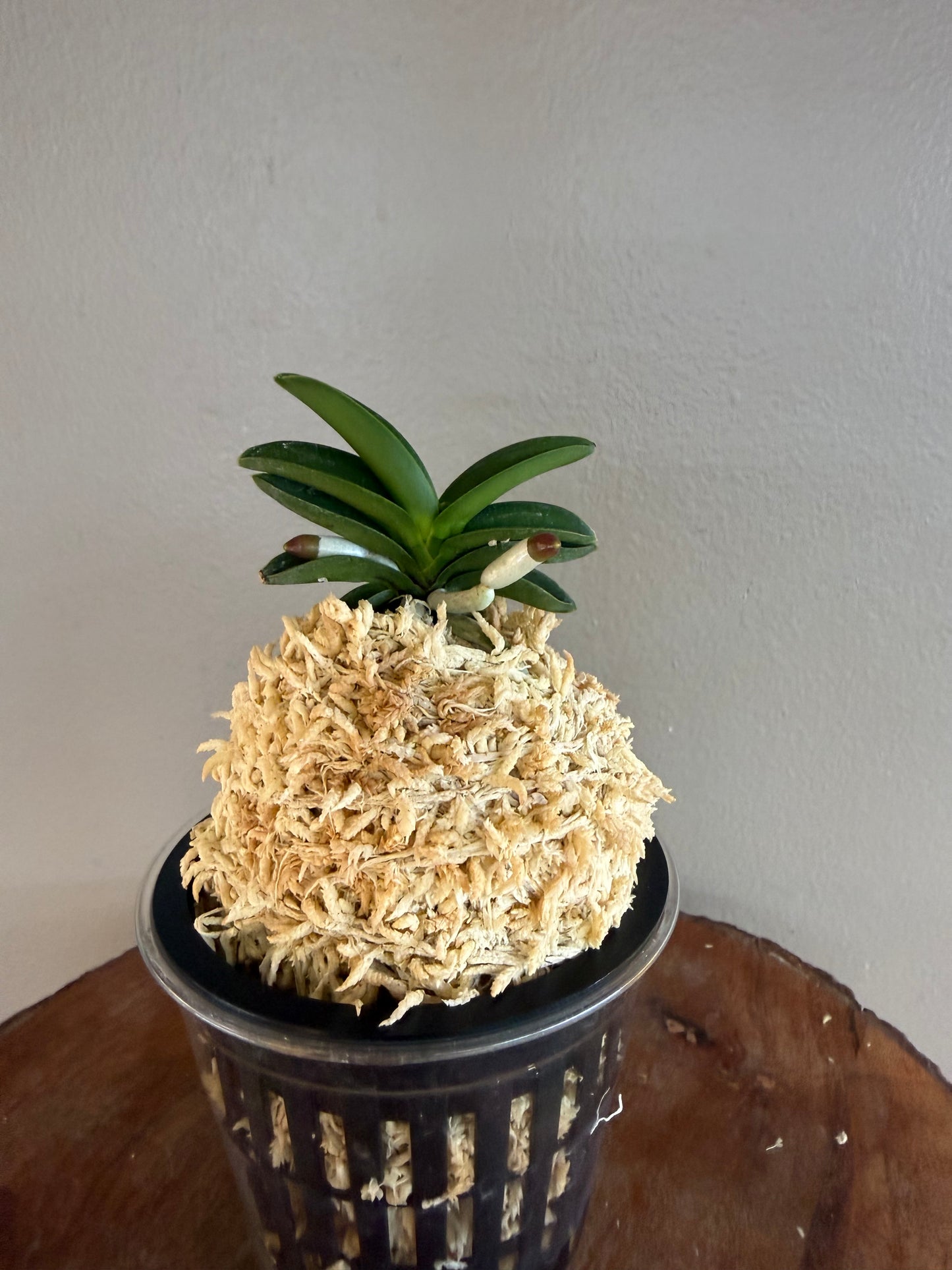 Neofinetia falcata Jangwon 壯元