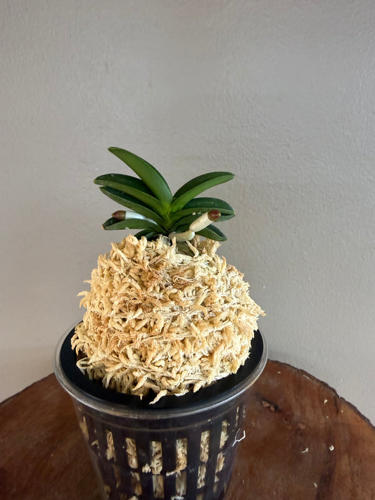 Neofinetia falcata Jangwon 壯元