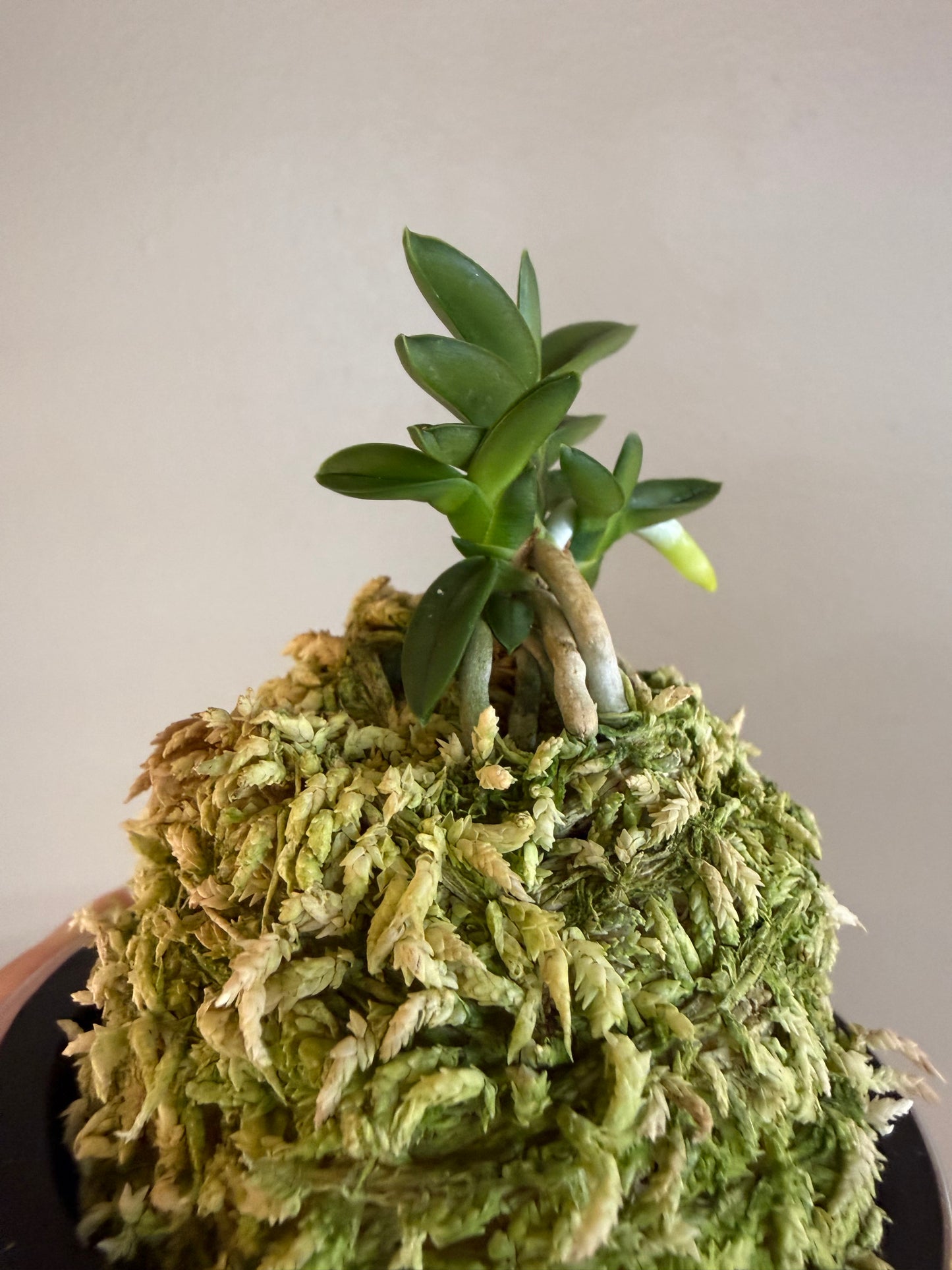 Neofinetia falcata Chwiwol 翠月