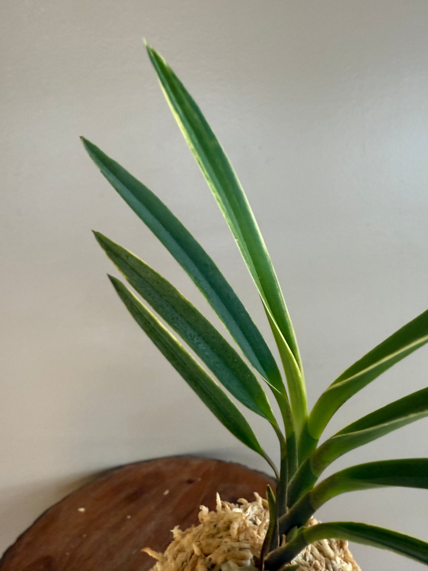 Neofinetia falcata Hokutosei 北斗星