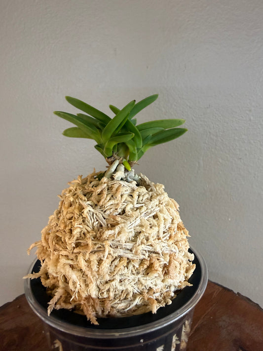 Neofinetia falcata Toyoyamamaru 豐山丸