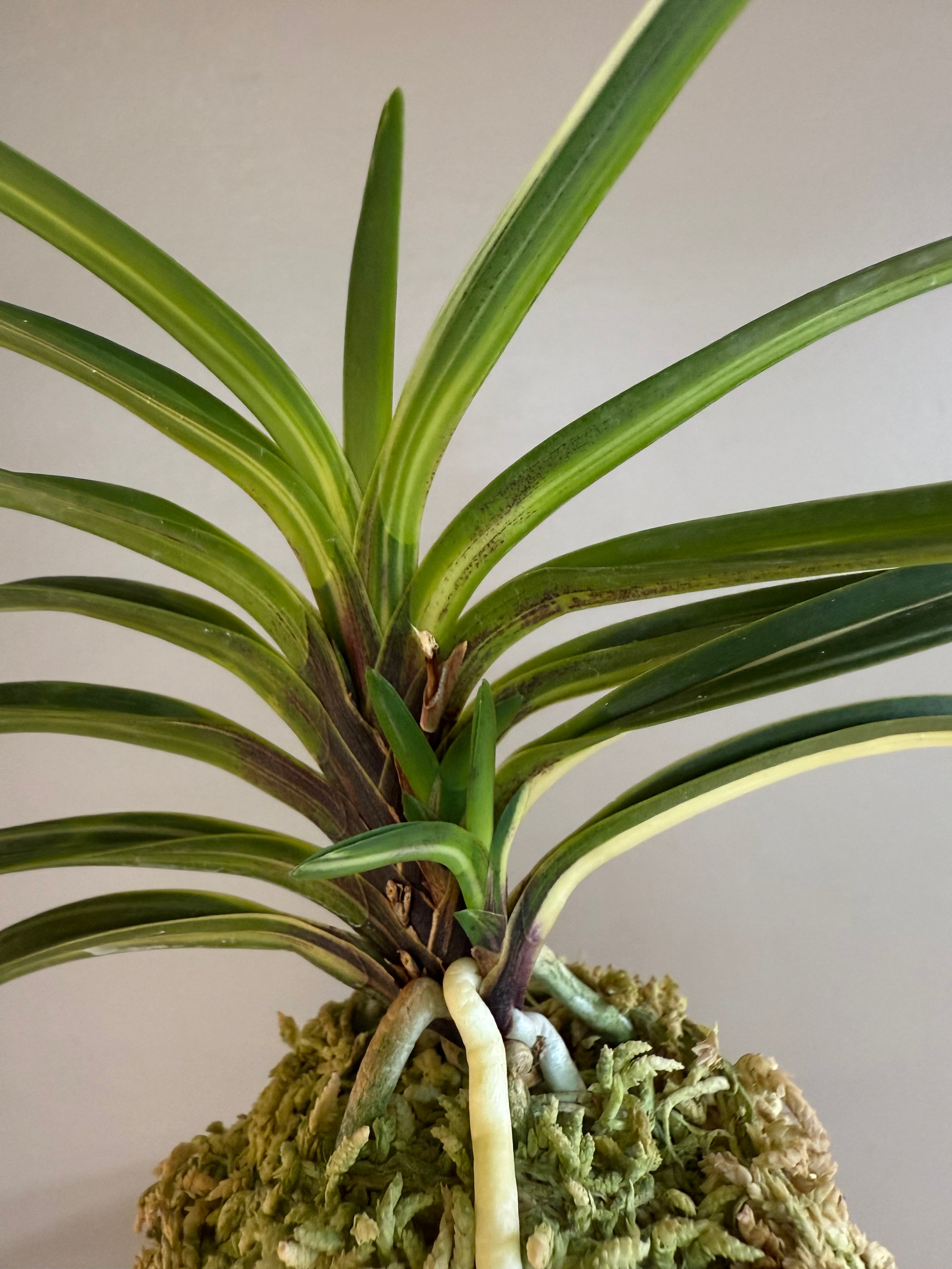 futomenosakana  Neofinetia falcata Momoyama Nishiki 桃山錦 – Helen's Orchid House