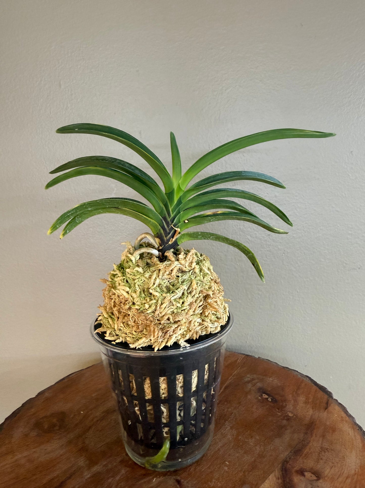 Neofinetia falcata Hanra(Harura) 漢拏