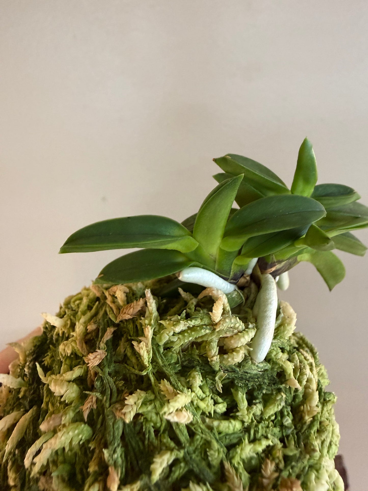 Neofinetia falcata Mame Suzumushi 豆鈴虫