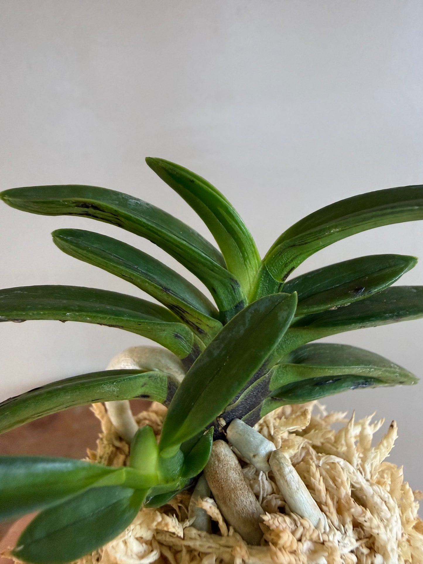 Neofinetia falcata Shigyoku 紫玉