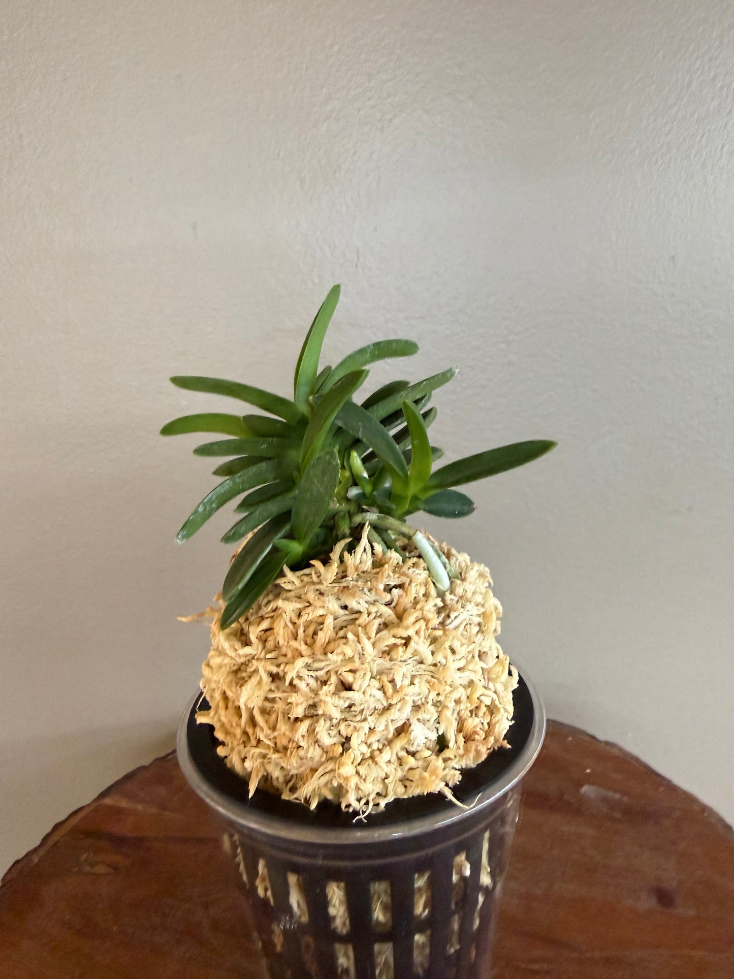 Neofinetia falcata Kabutomaru兜丸