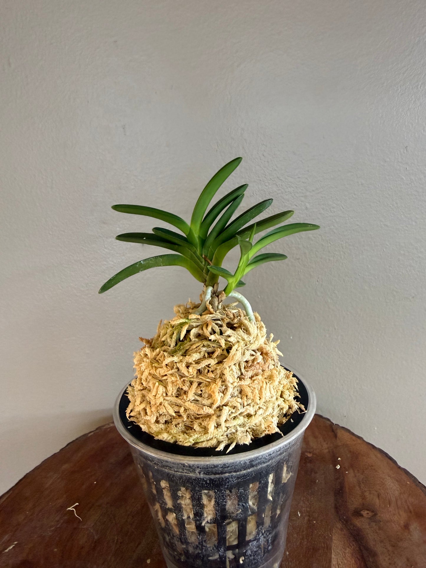 Neofinetia falcata Awaji 淡路