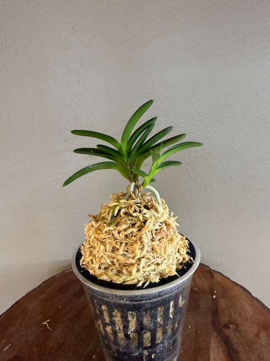 Neofinetia falcata Awaji 淡路
