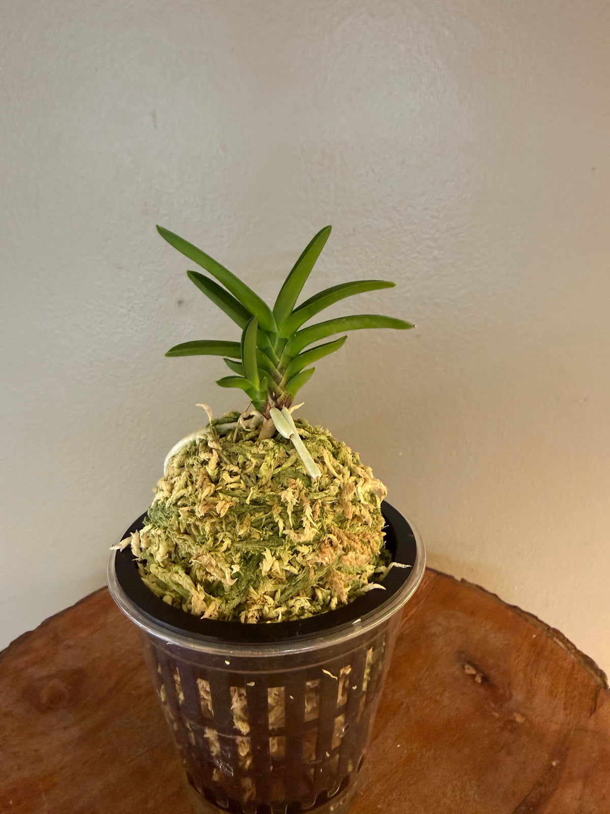 Neofinetia falcata Buyong 芙蓉