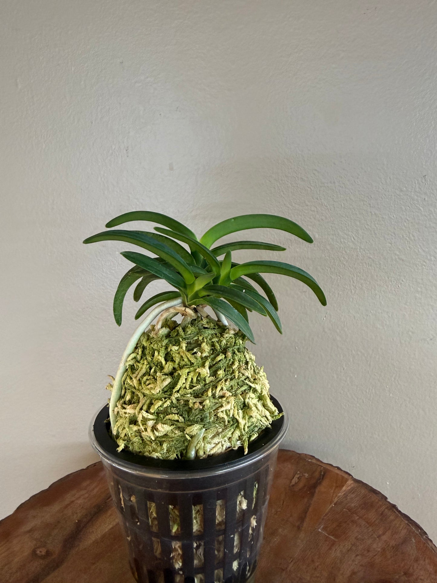 Neofinetia falcata Suikaden 翠華殿