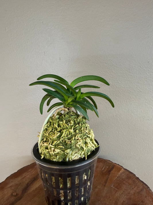 Neofinetia falcata Suikaden 翠華殿