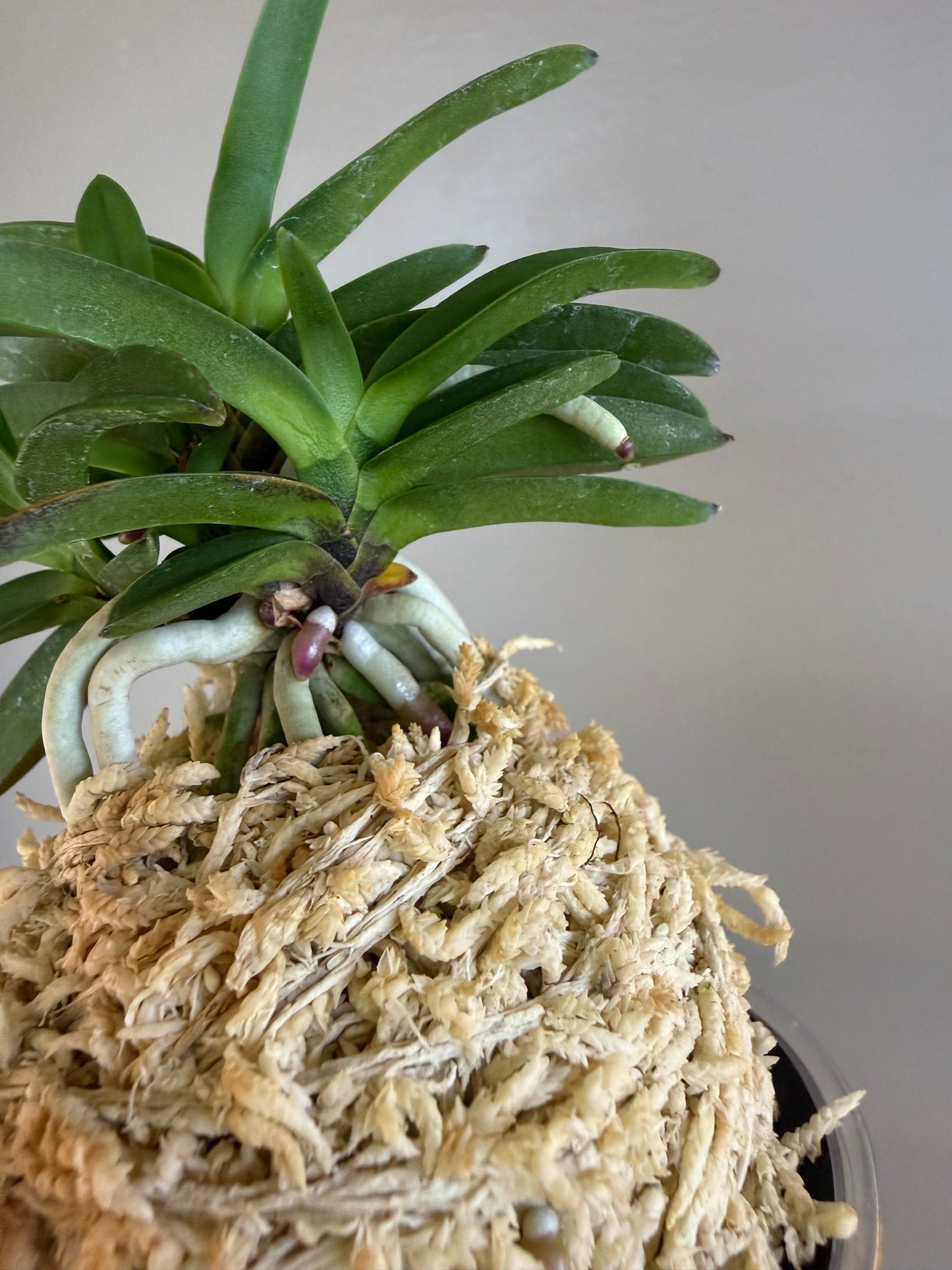 Neofinetia falcata Tamakongo 玉金剛
