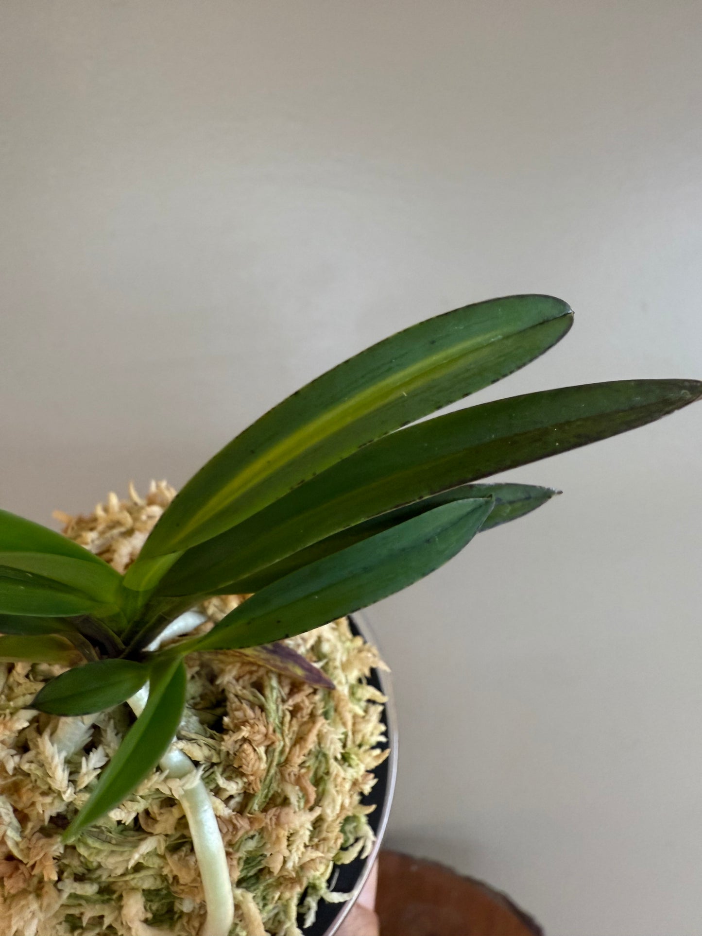 Neofinetia falcata Mikado 帝