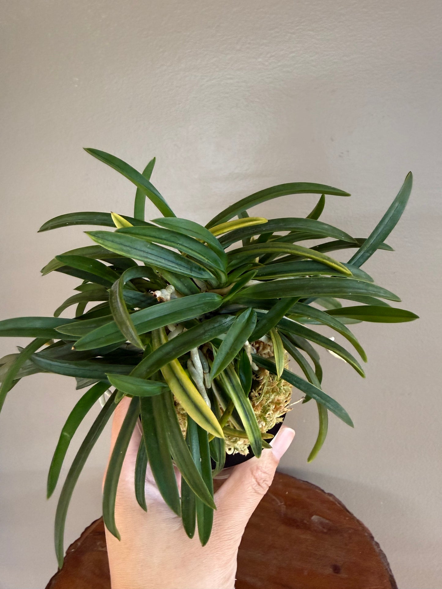 Neofinetia falcata Yaegoromo 八重衣