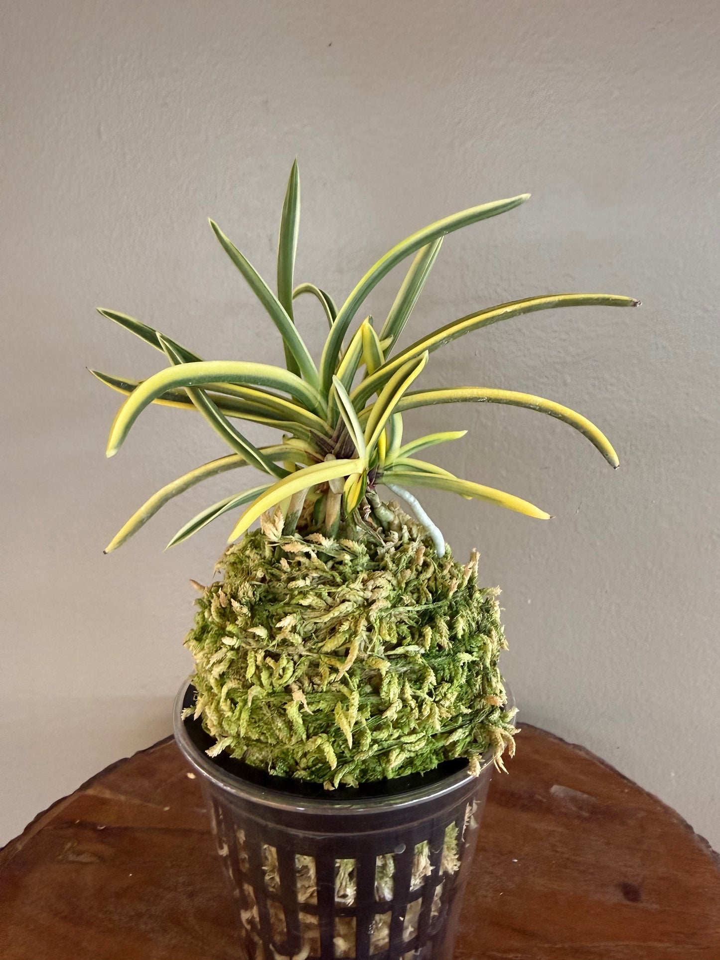 Neofinetia falcata Kotou Fukurin 湖東覆輪