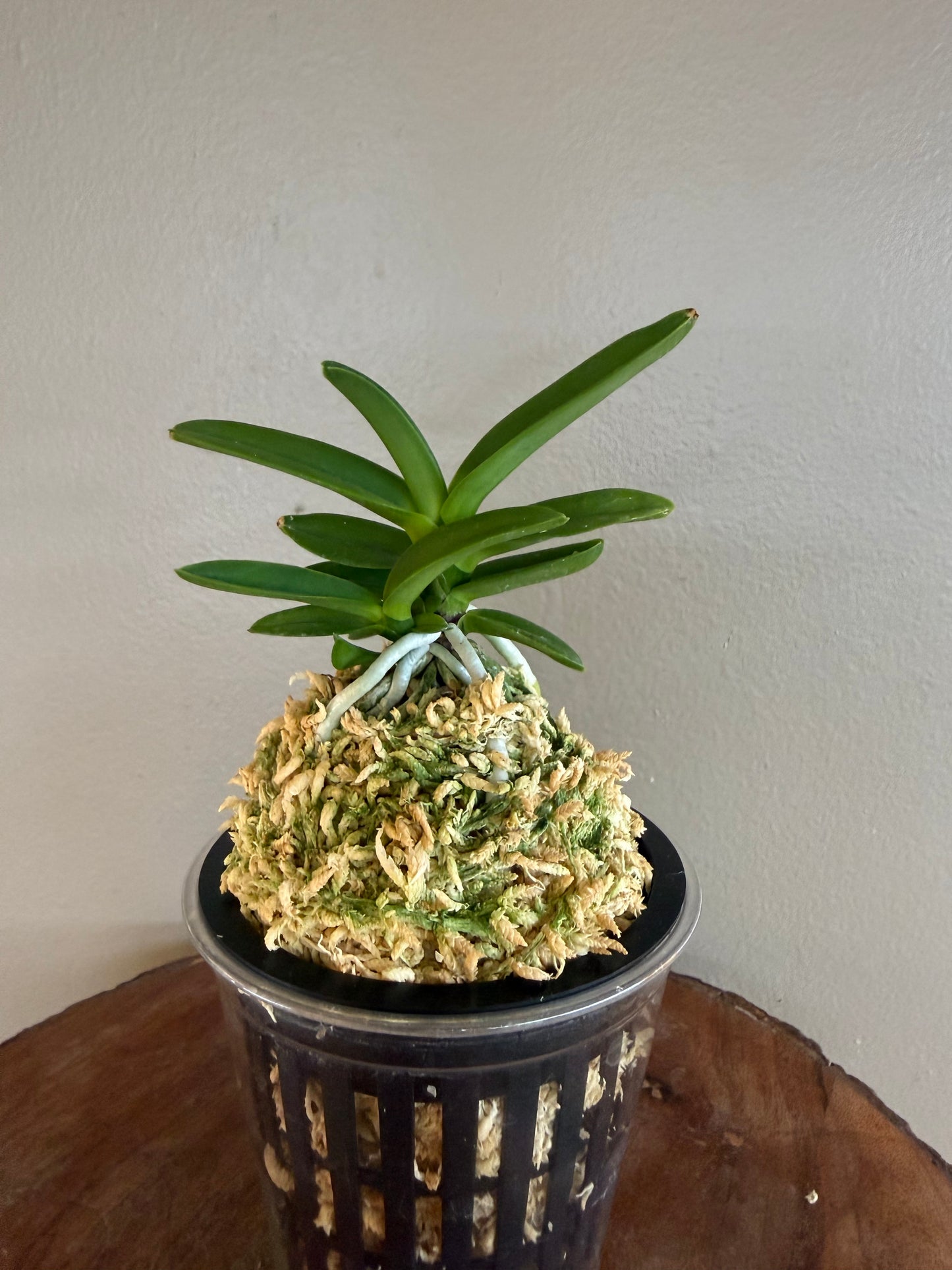 Neofinetia falcata Janggun 將軍
