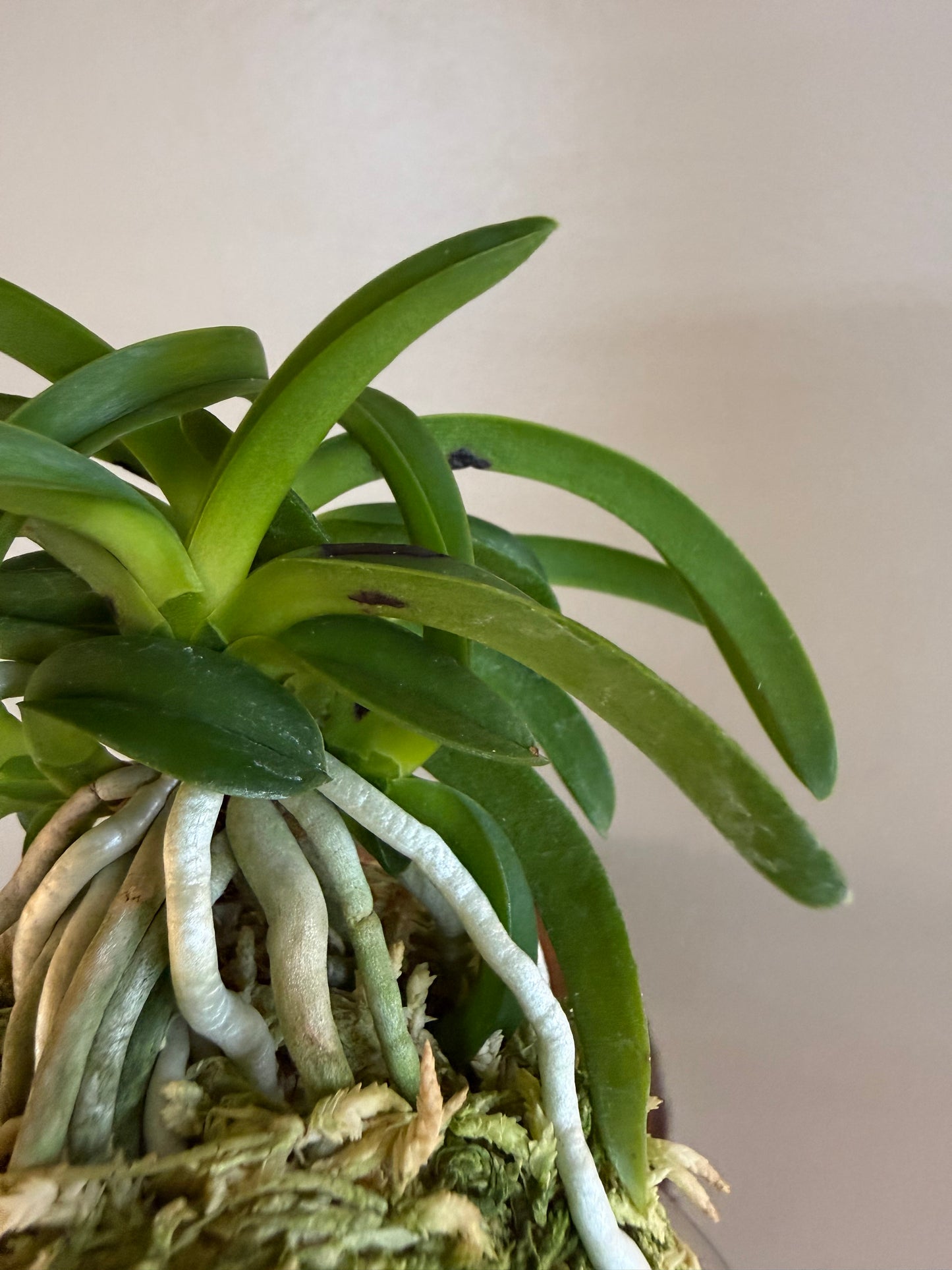 Neofinetia falcata Onami Seikai 大波青海