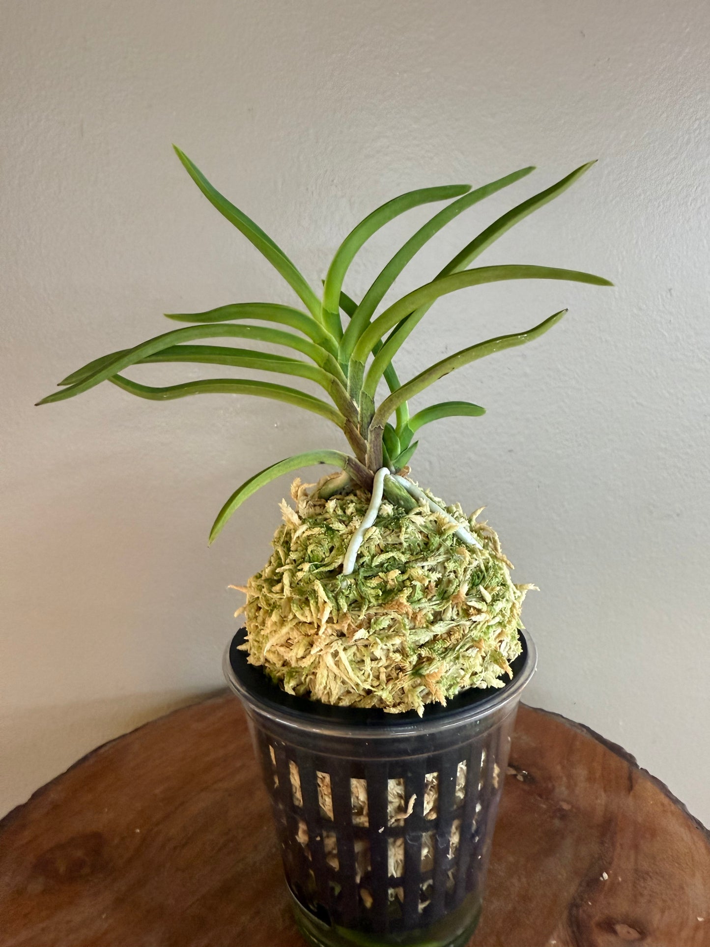 Neofinetia falcata Hongjiyeon 紅池淵