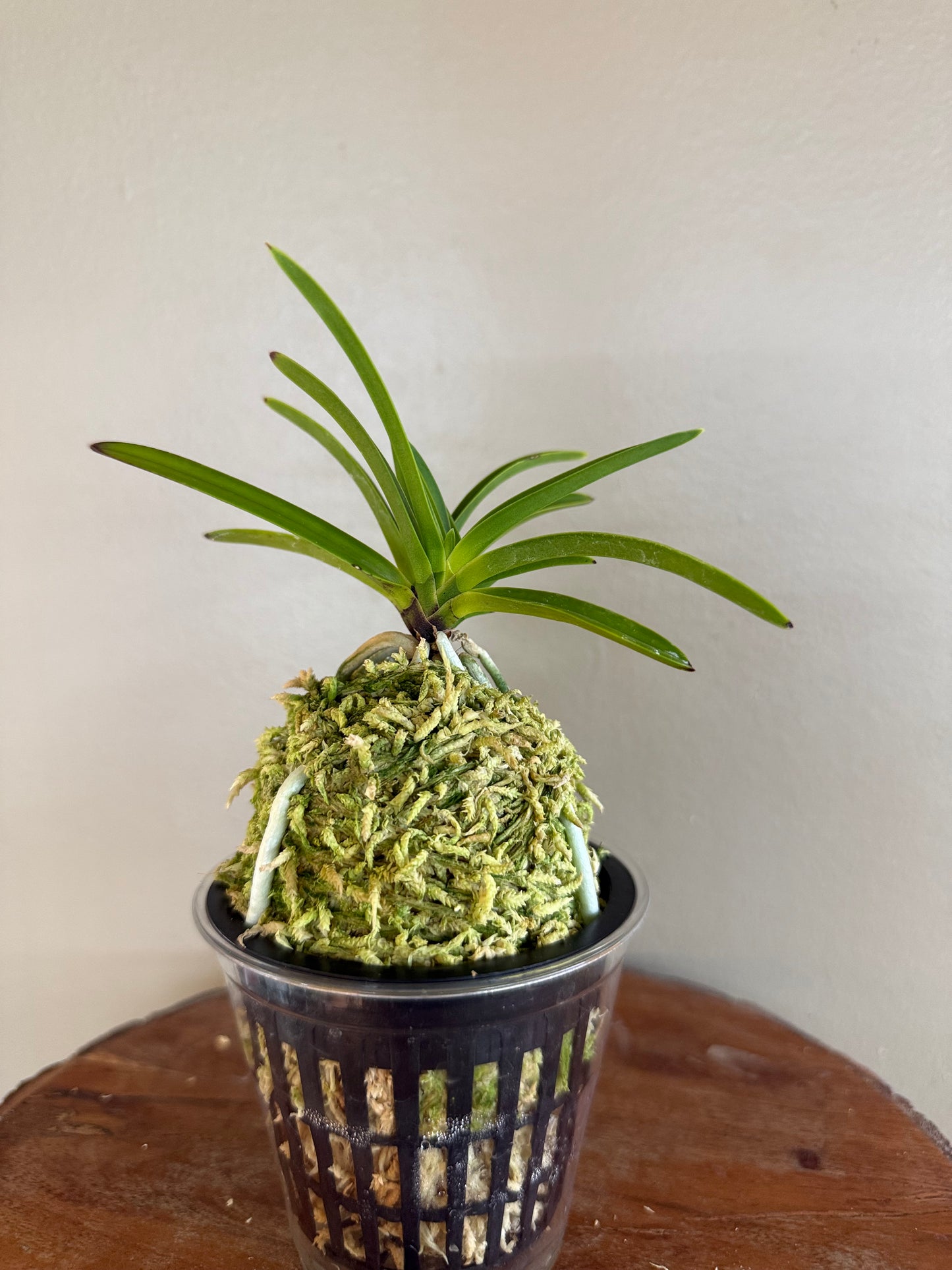 Neofinetia falcata Shutenno 朱天王