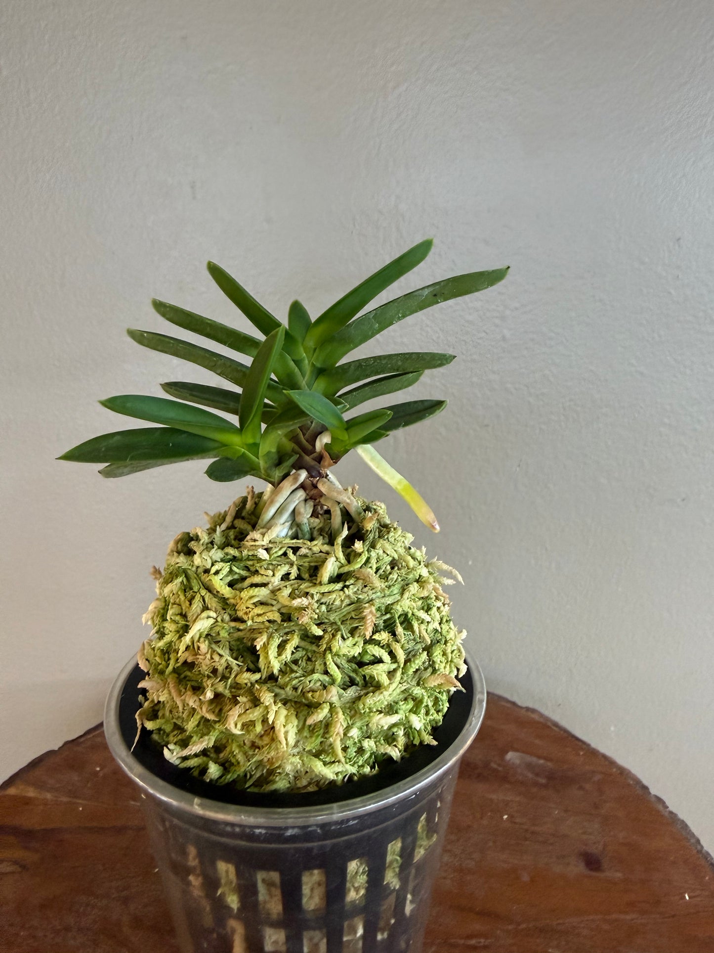 Neofinetia falcata Tengyokuho 天玉宝