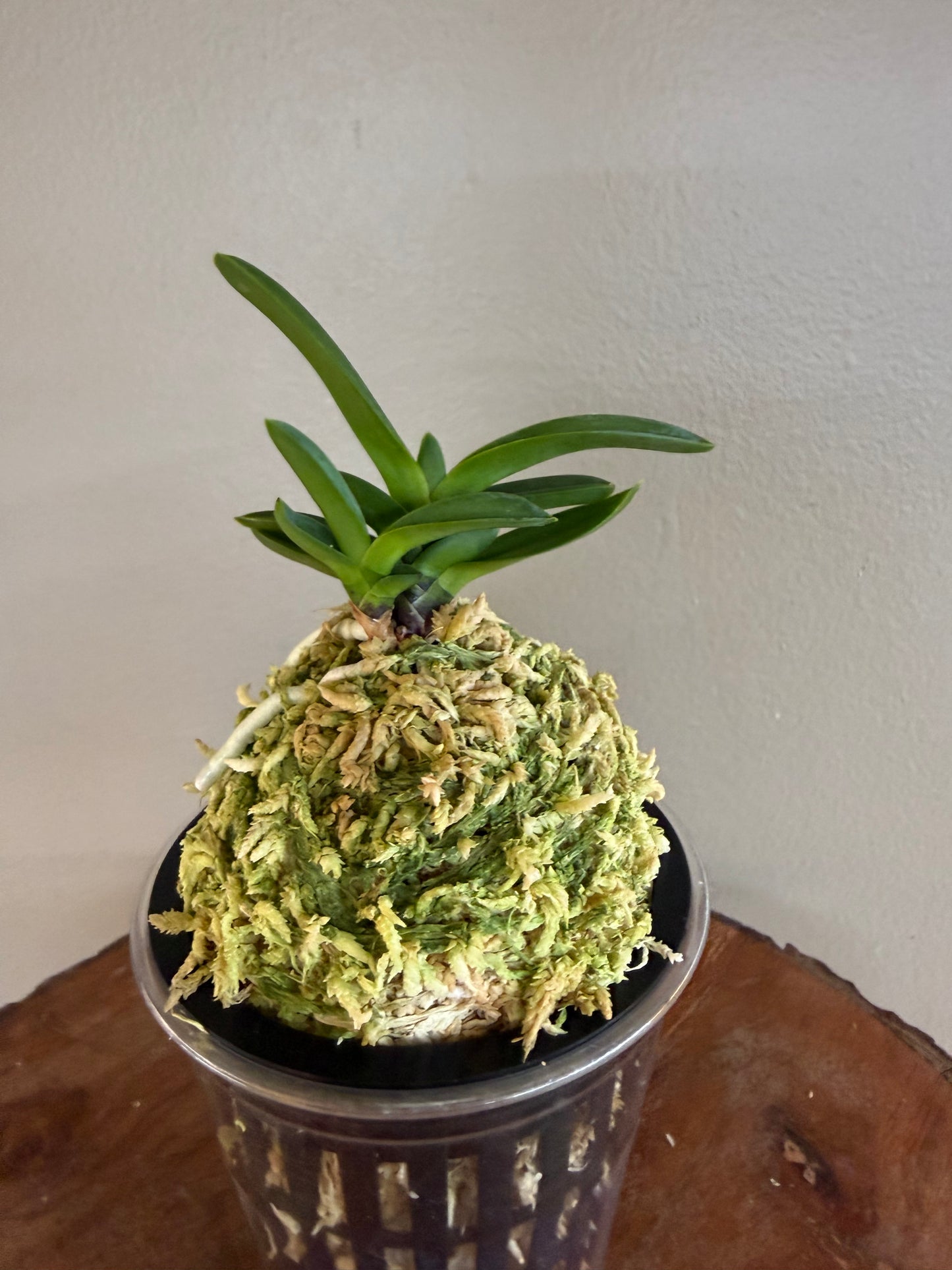 Neofinetia falcata Hwangok 黃玉