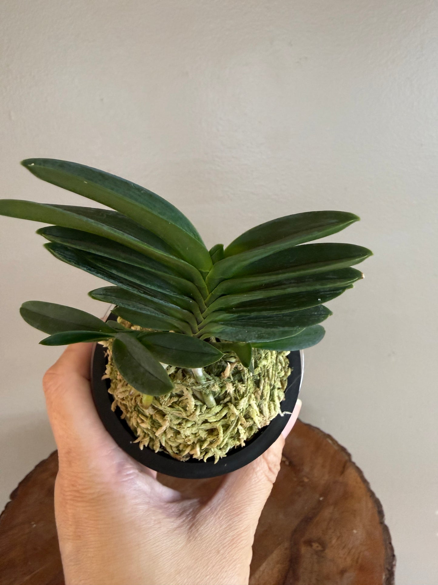 Neofinetia falcata Tamakongo 玉金剛