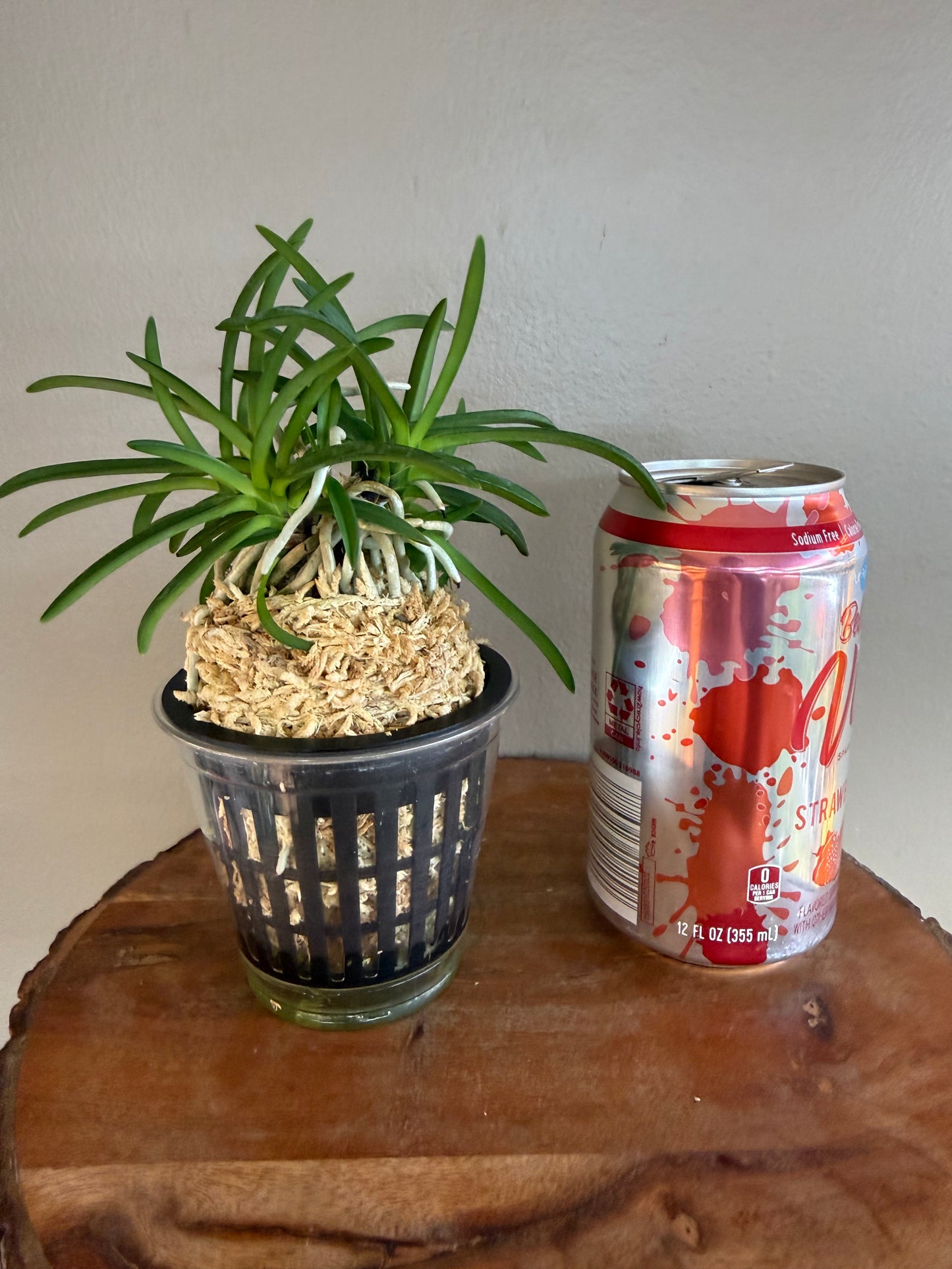 Neofinetia falcata Kishu Ryokufu 紀州綠風