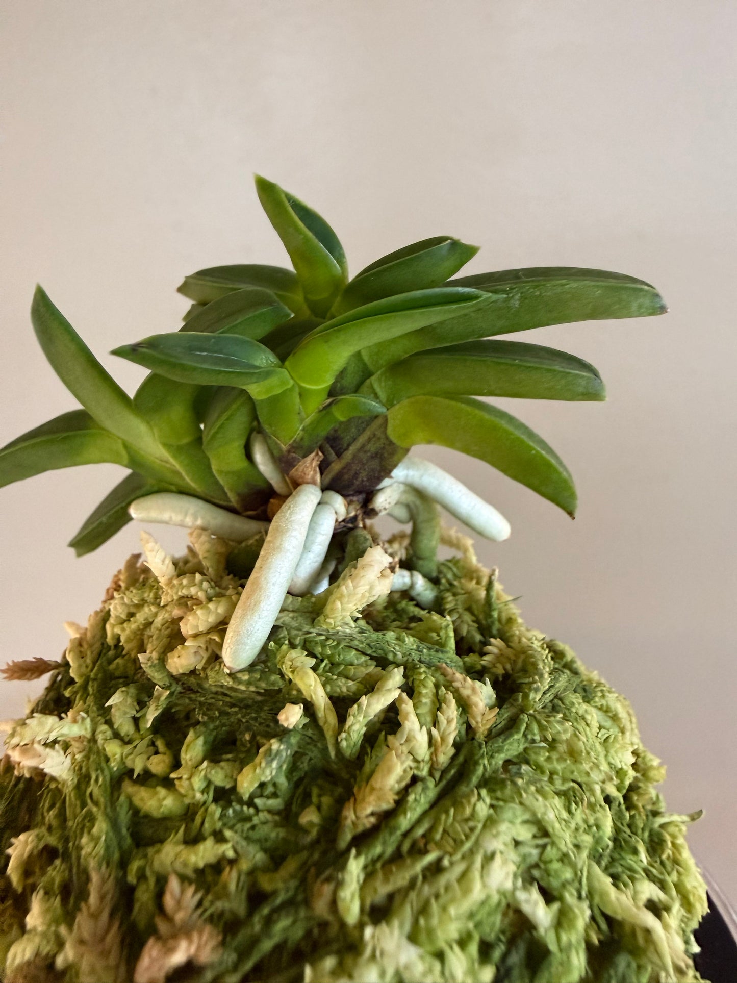 Neofinetia falcata Mame Suzumushi 豆鈴虫