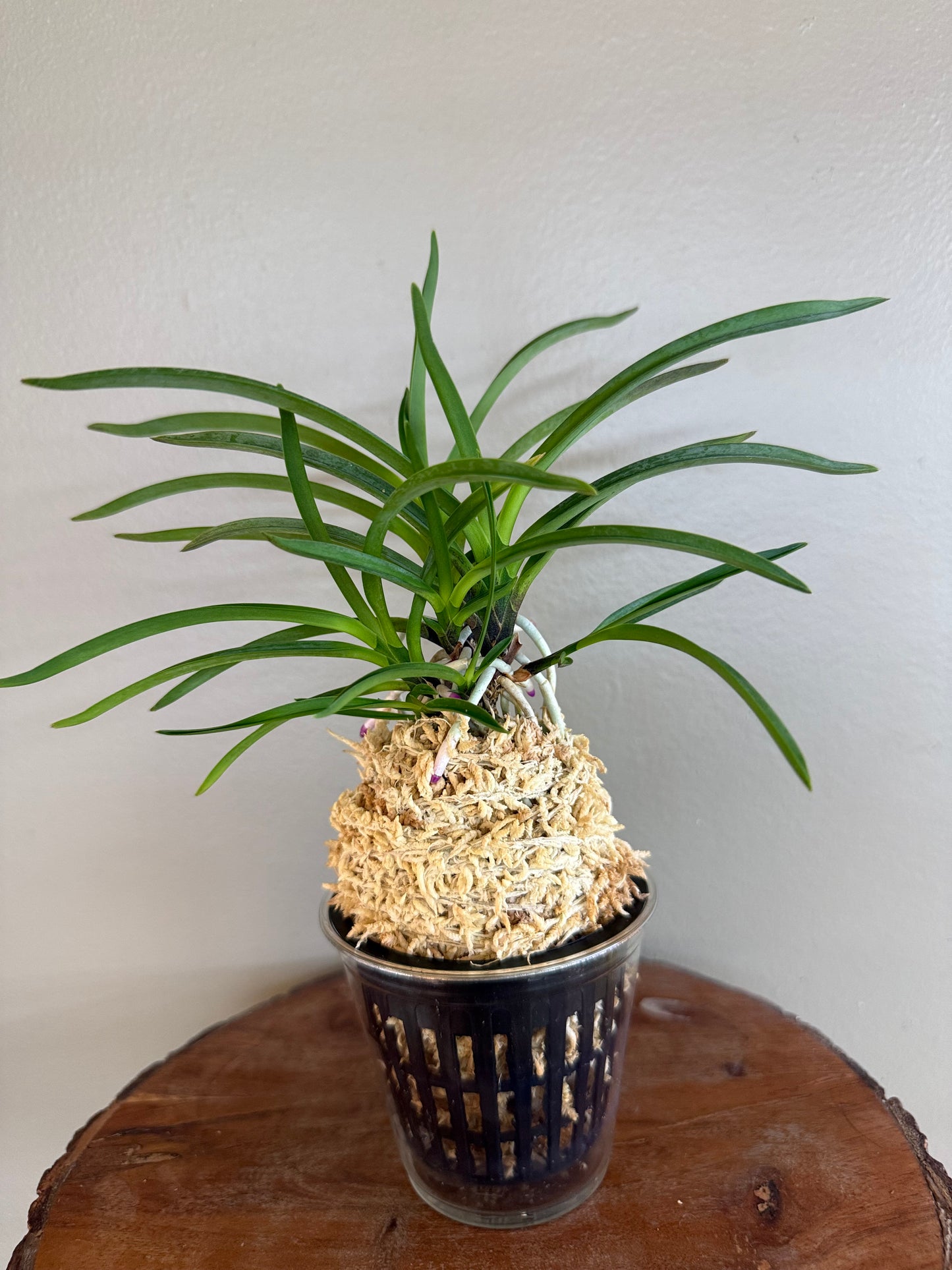 Neofinetia falcata Hokage 火影