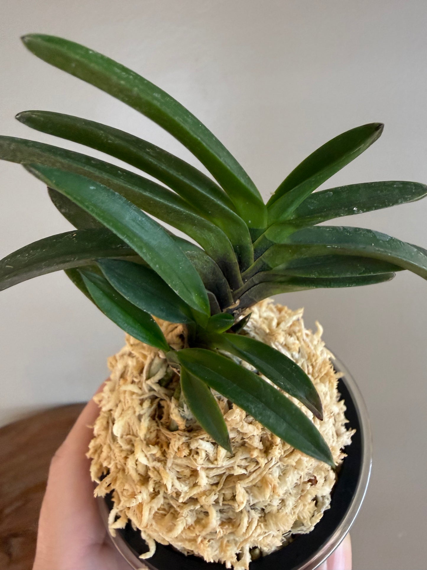 Neofinetia falcata Kokukaku 黑岳