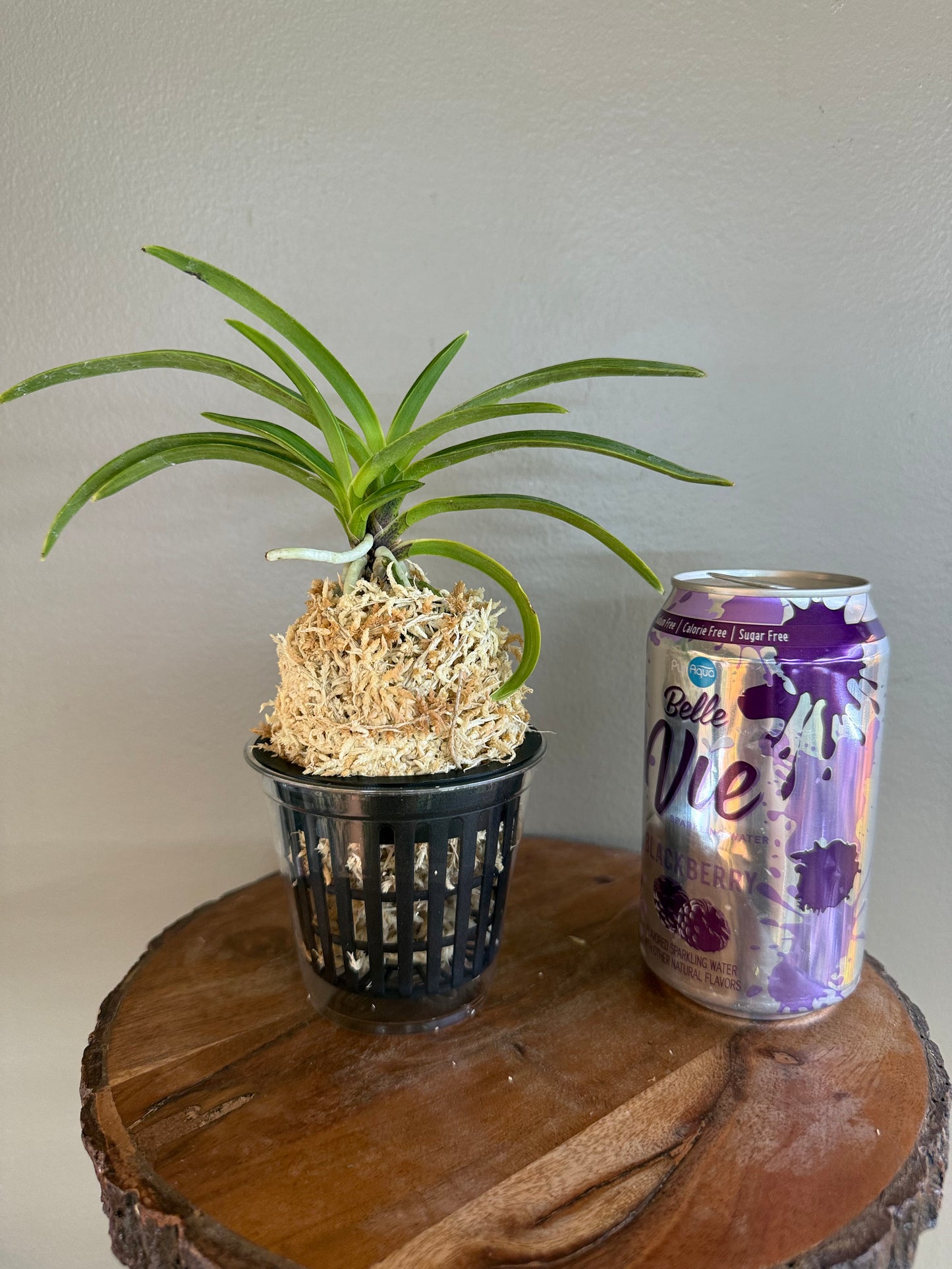 Neofinetia falcata Seoljungsong 雪中松