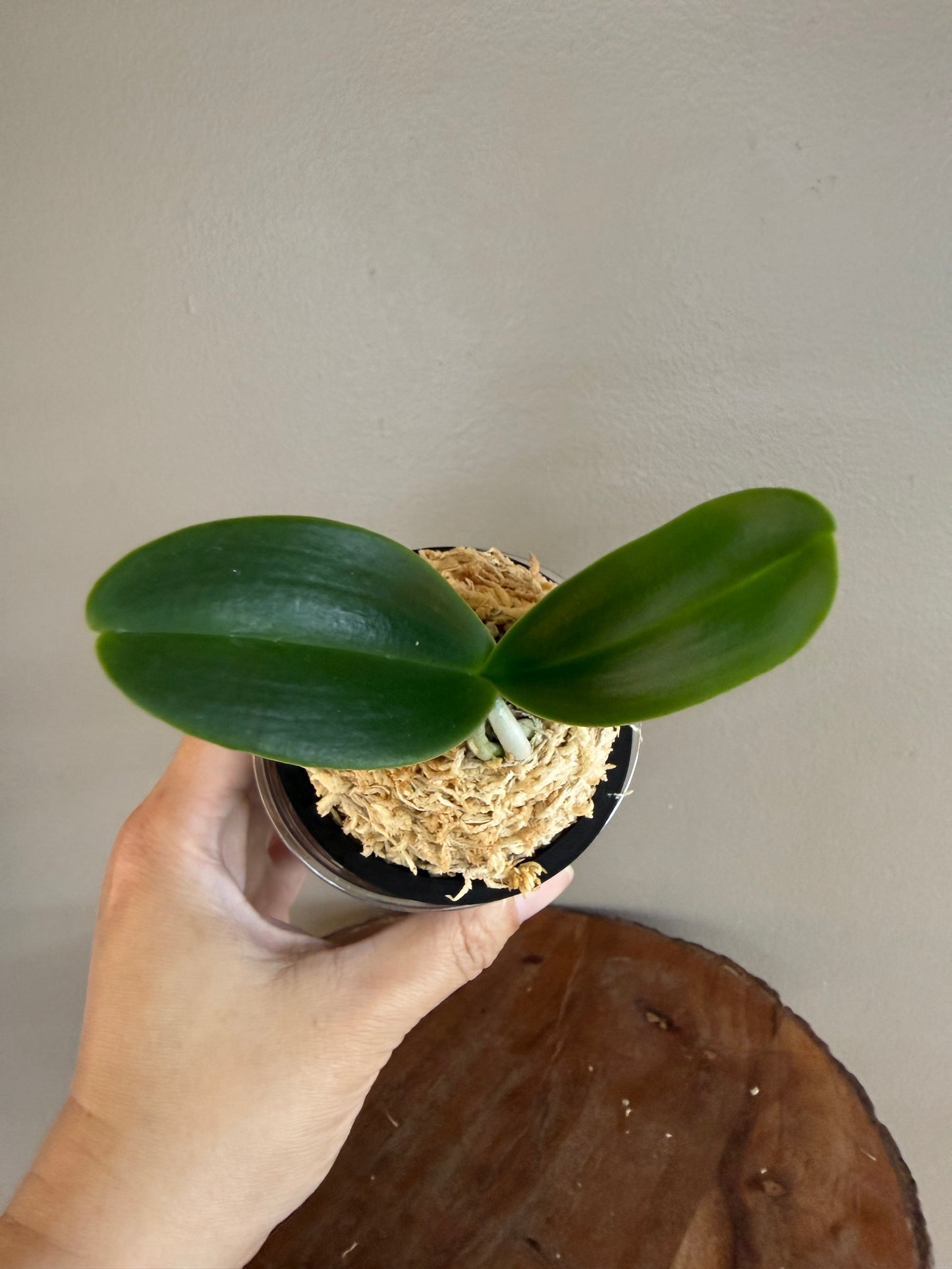 Sedirea japonica NAGORAN 名護蘭
