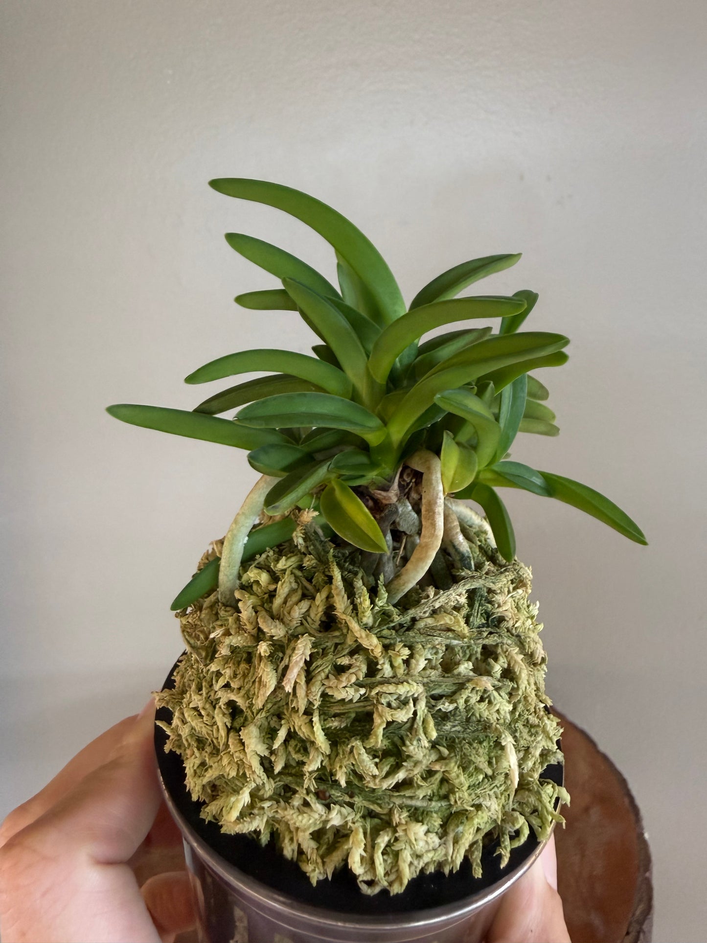 Neofinetia falcata Seidai 聖代