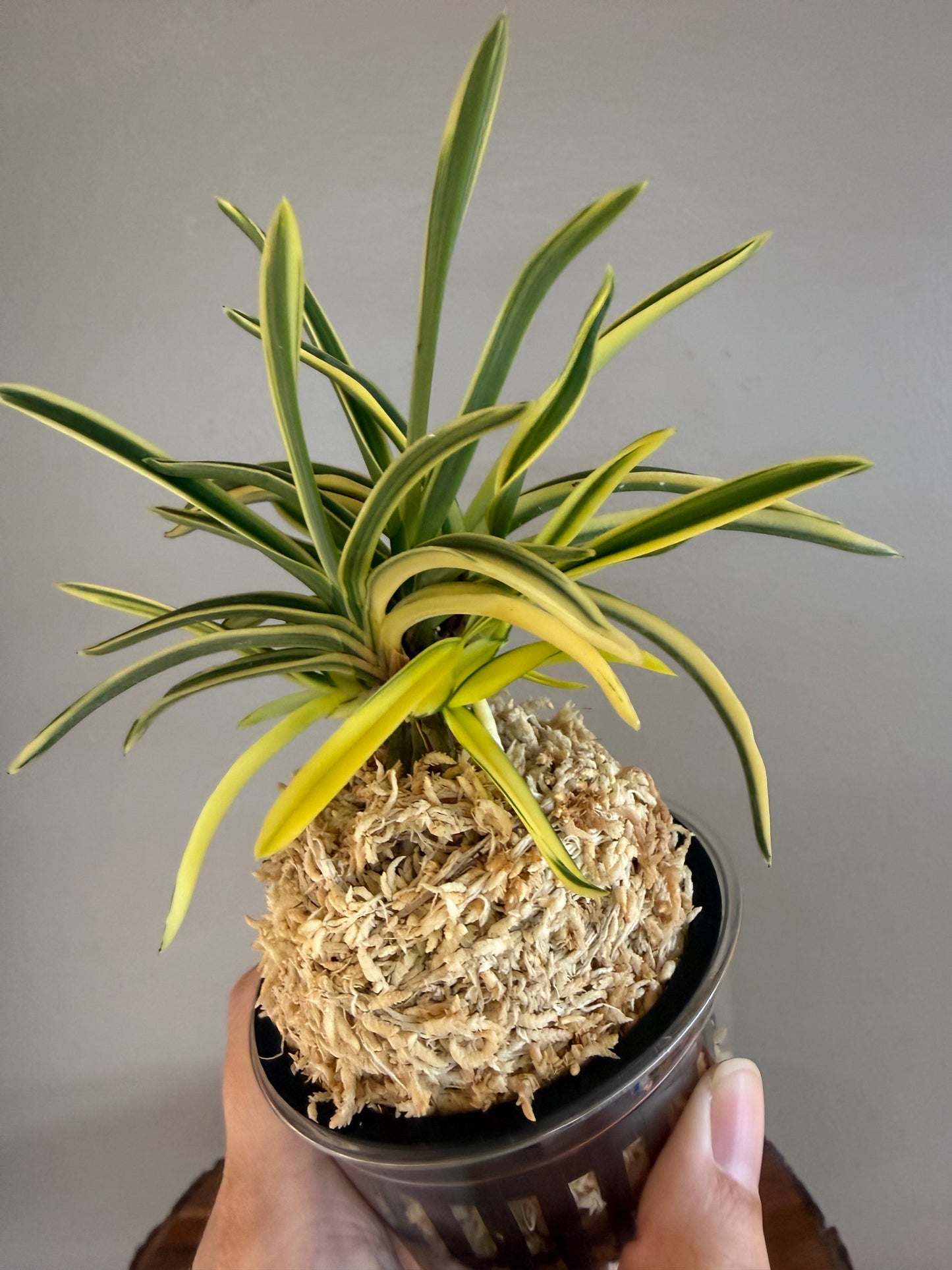 Neofinetia falcata shishinden 紫宸殿