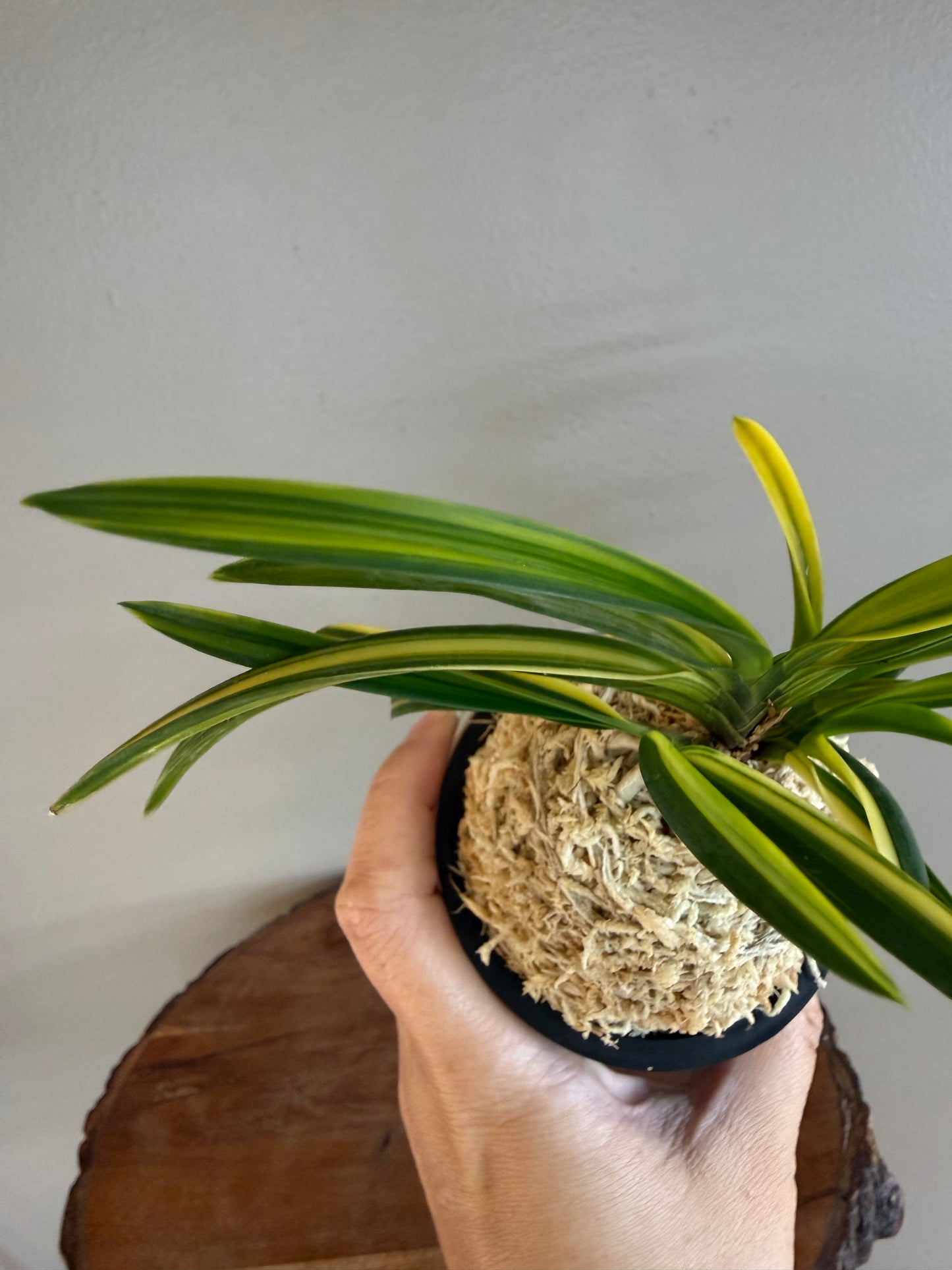 Neofinetia falcata Kokuhoden 国宝殿