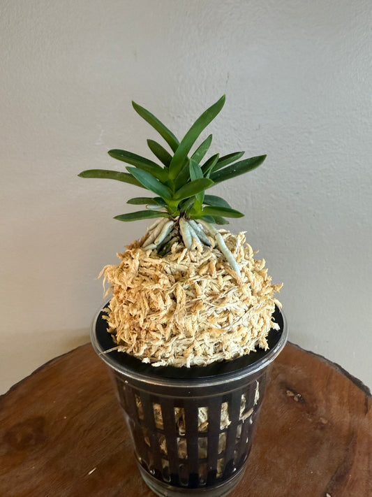 Neofinetia falcata Tamakongo 玉金剛