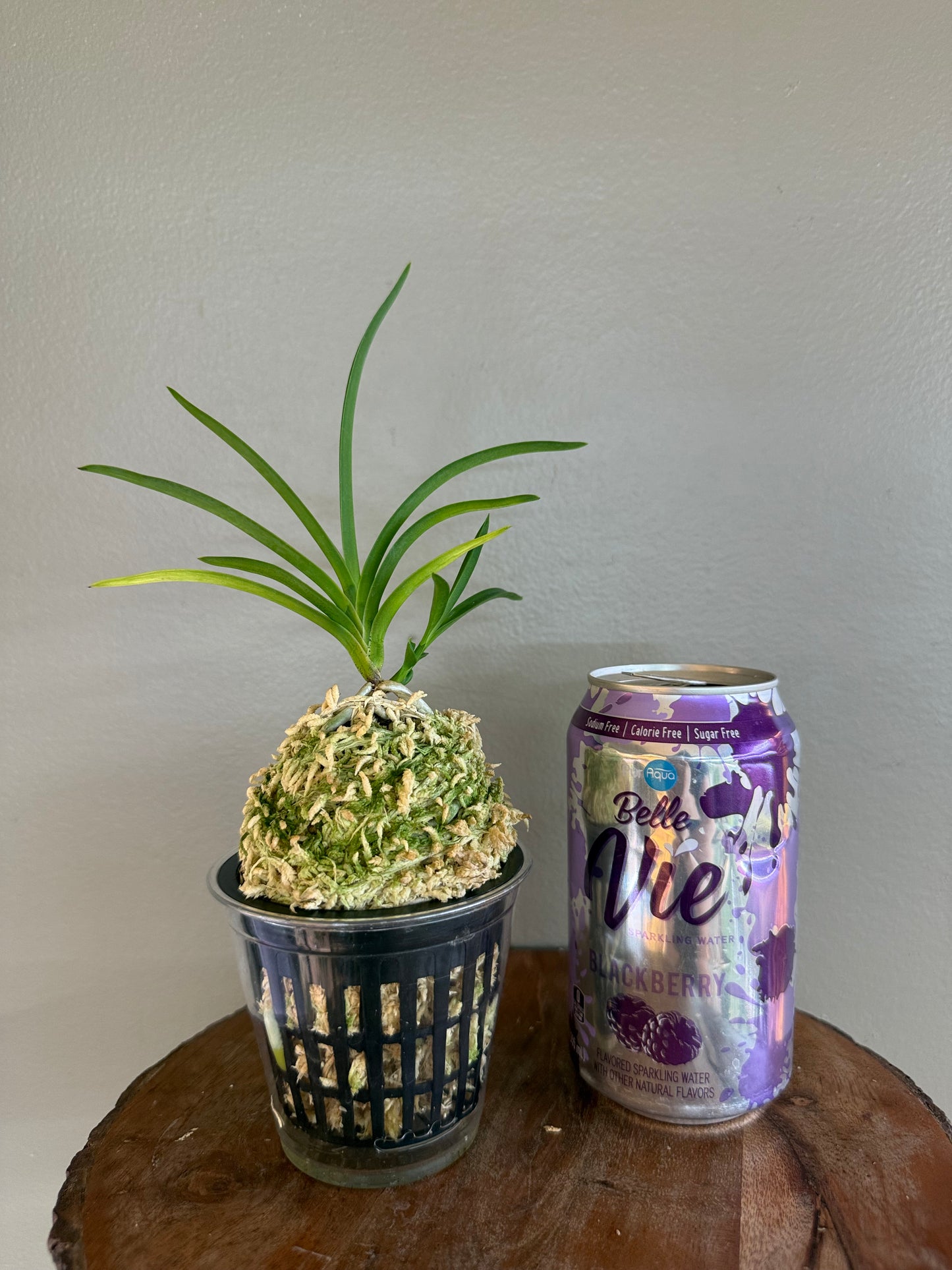 Neofinetia falcata Hwangjiyeon 黃池淵