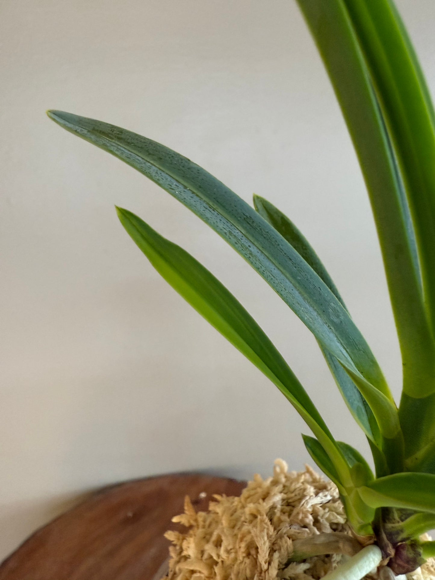 Neofinetia falcata Misukage 御簾影