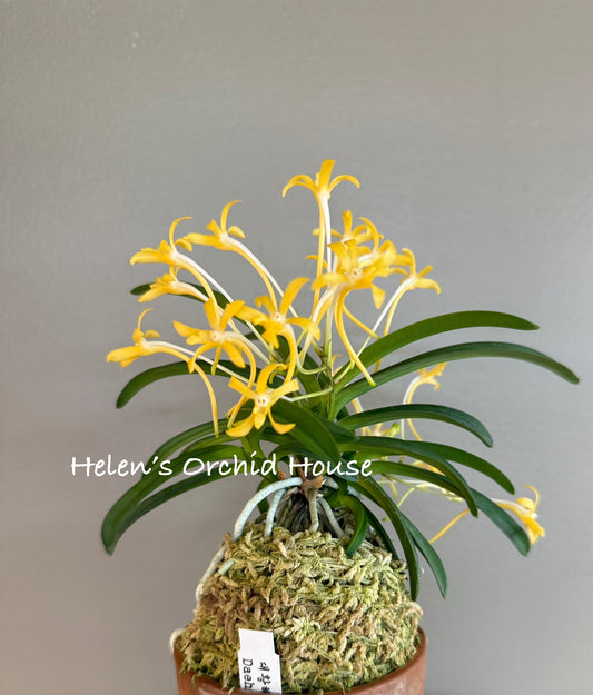 Neofinetia falcata Daehwanghae 大黃海(Onamiseikai kibana)