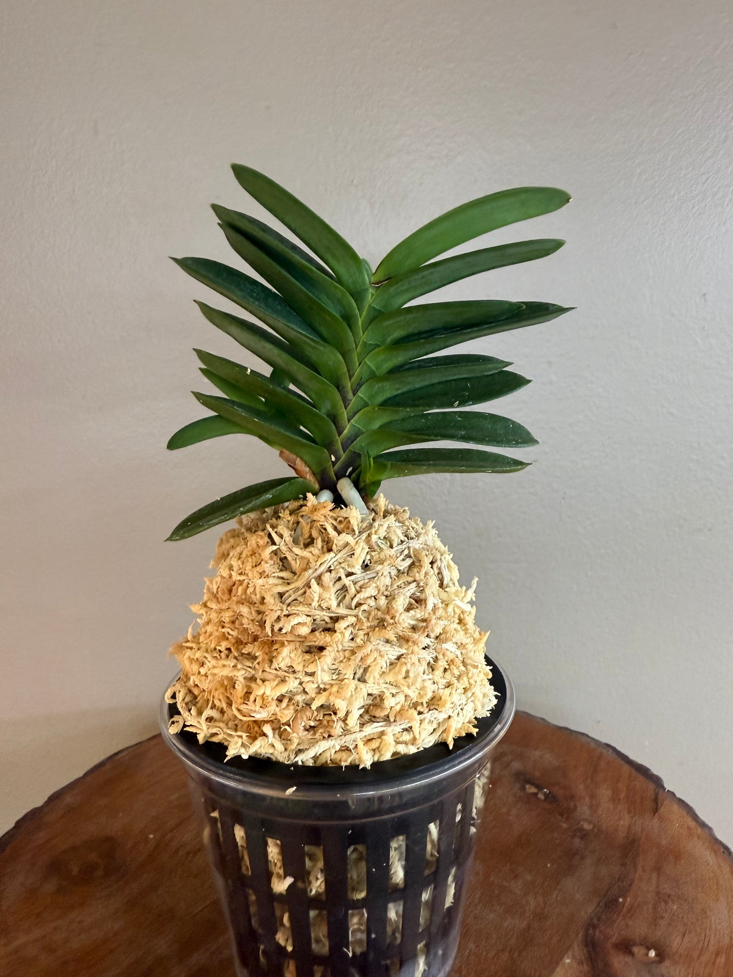 Neofinetia falcata Tamakongo 玉金剛