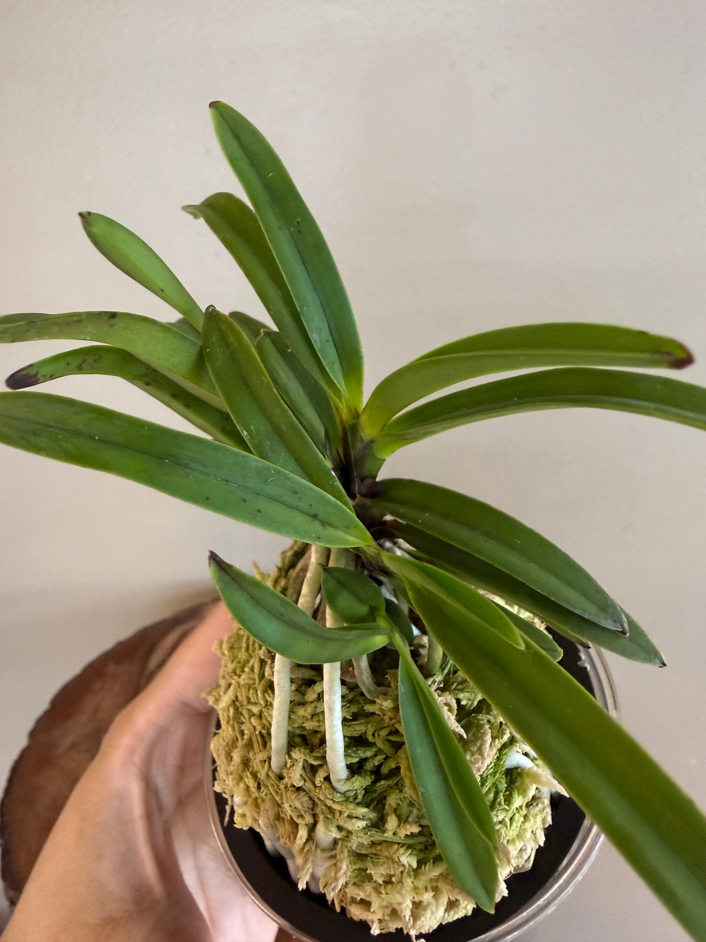 Neofinetia falcata Hong-ya (Honggang*Oushukuume) 紅也
