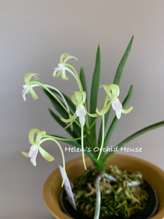 Neofinetia falcata Hisui 翡翠